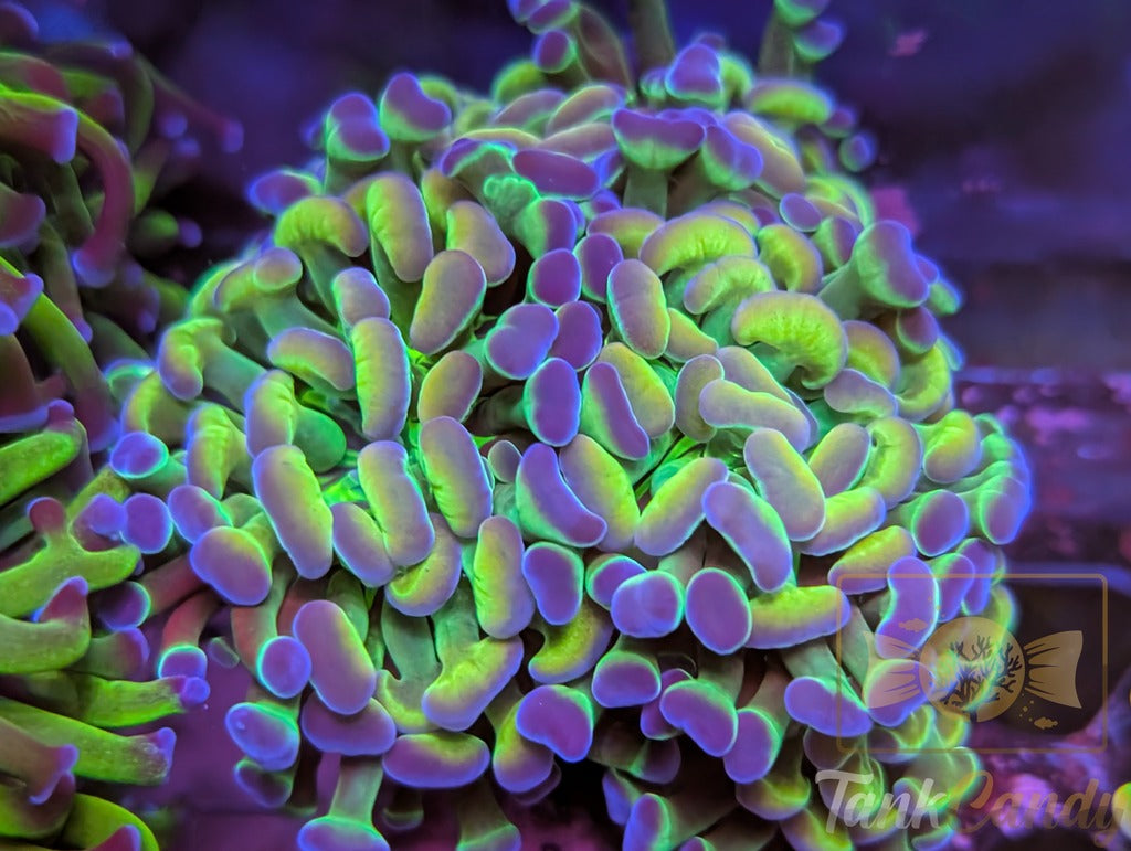 TC Blue Hologram Hammer