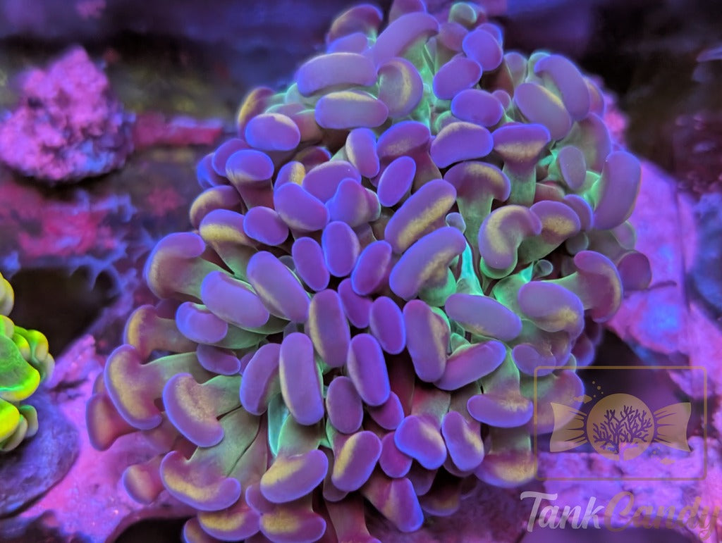 TC Candy Rainbow Hammer