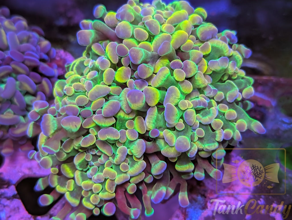 TC Purple Yellow Tipped Hologram Hammer