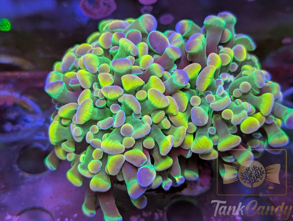 TC Yellow Hologram Hammer