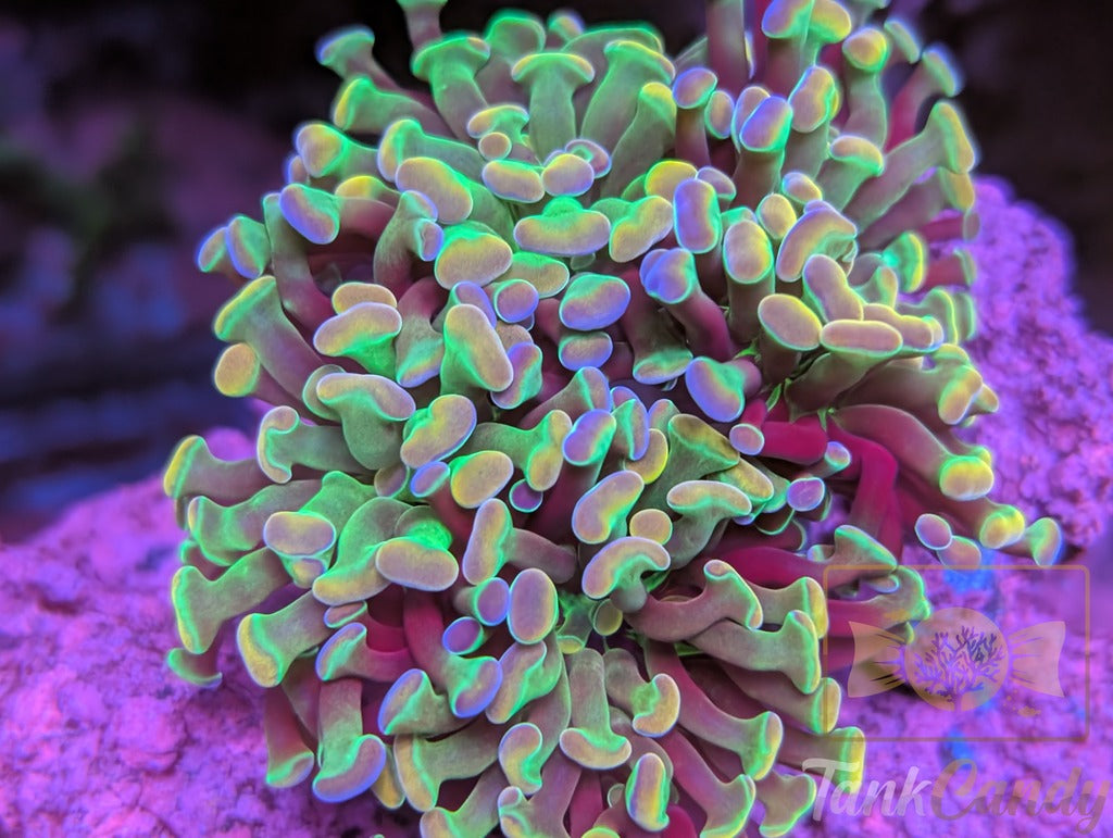 TC Rainbow Hologram Hammer