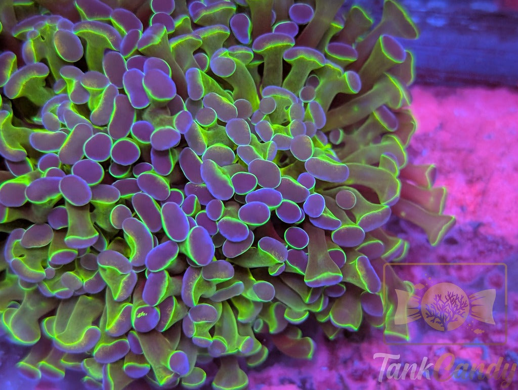 TC Princess Toad Hammer