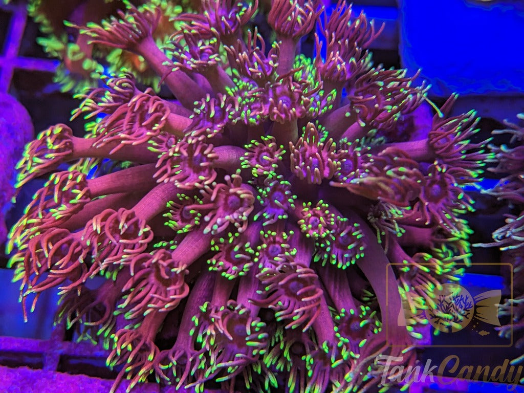 RAS Red light District Goni