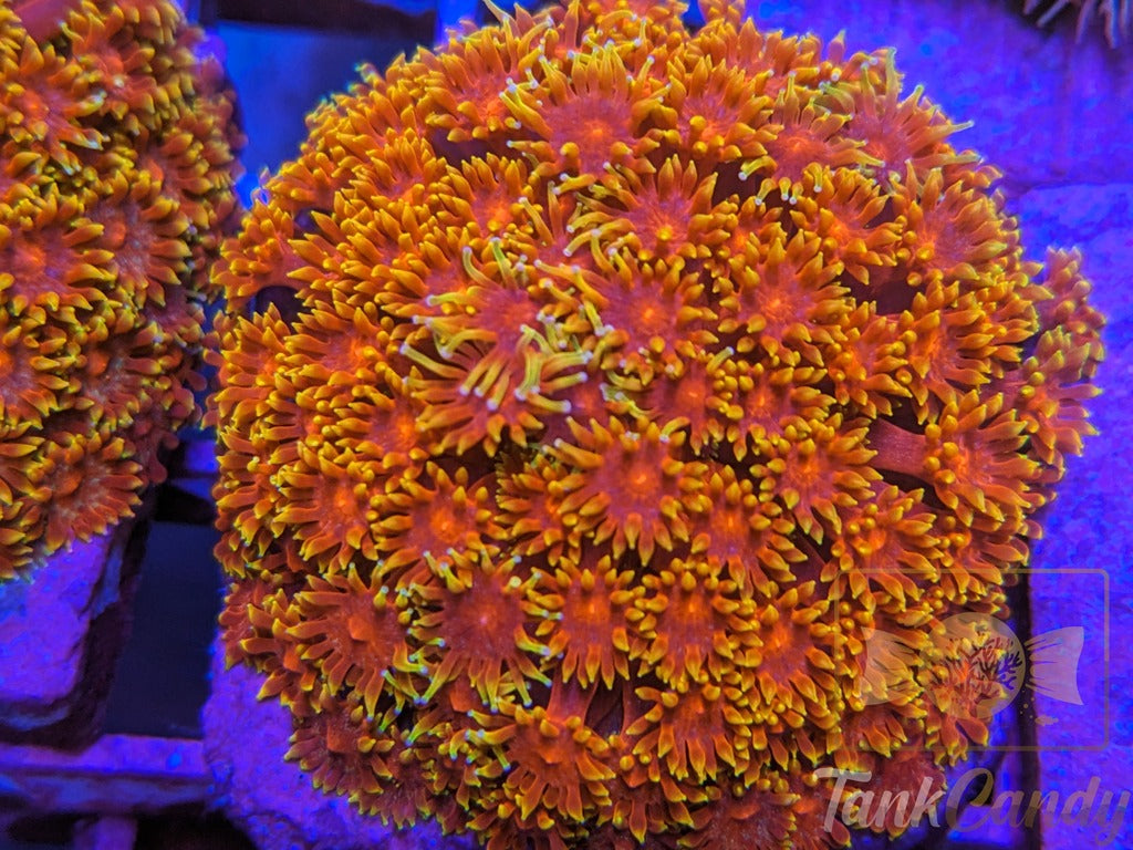 BLA Crown of Thorns Goni