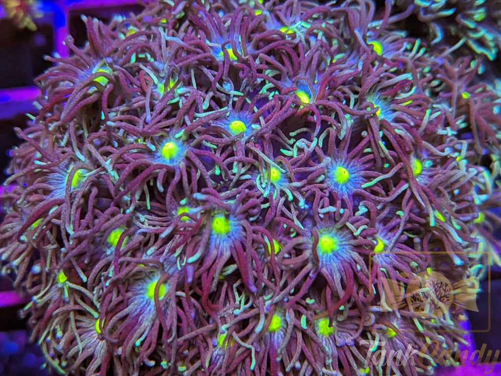 TC Shooting Star Goni