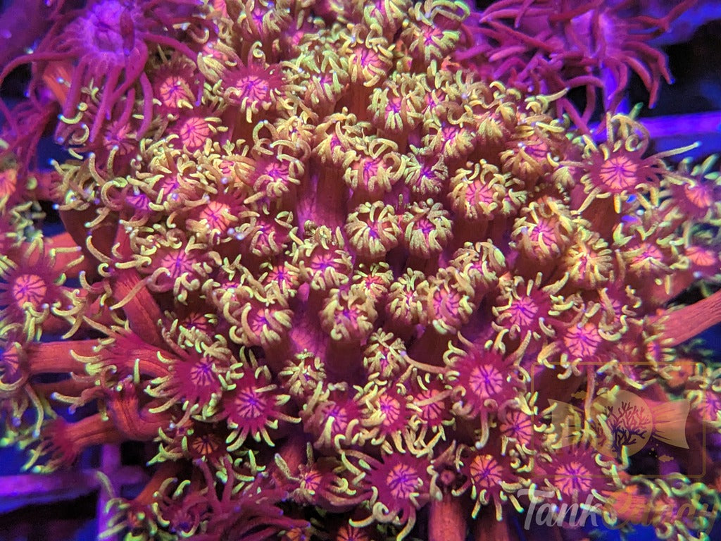 BigR Date Night Goni