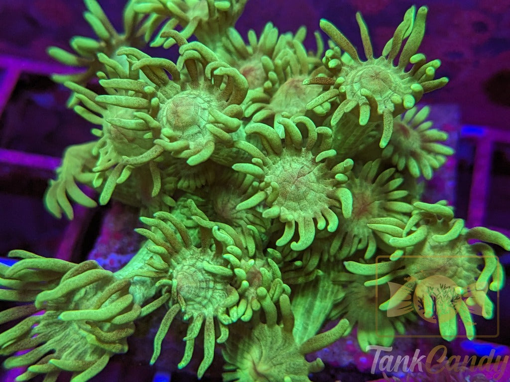 TC Mistletoe Goni