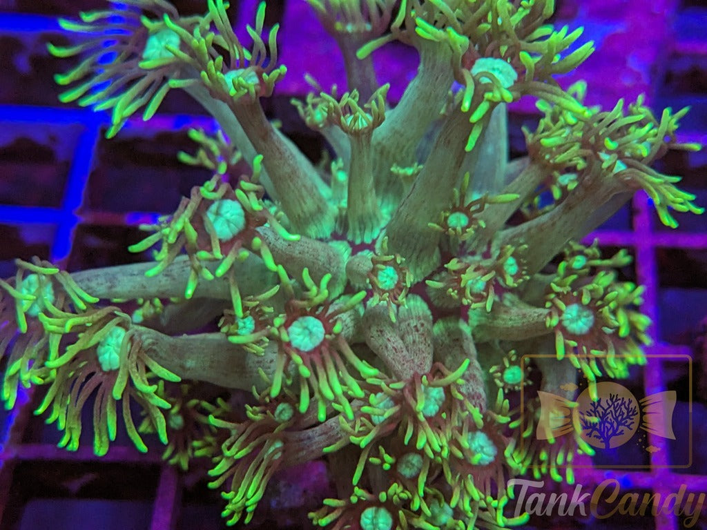 TC Green Lantern Goni