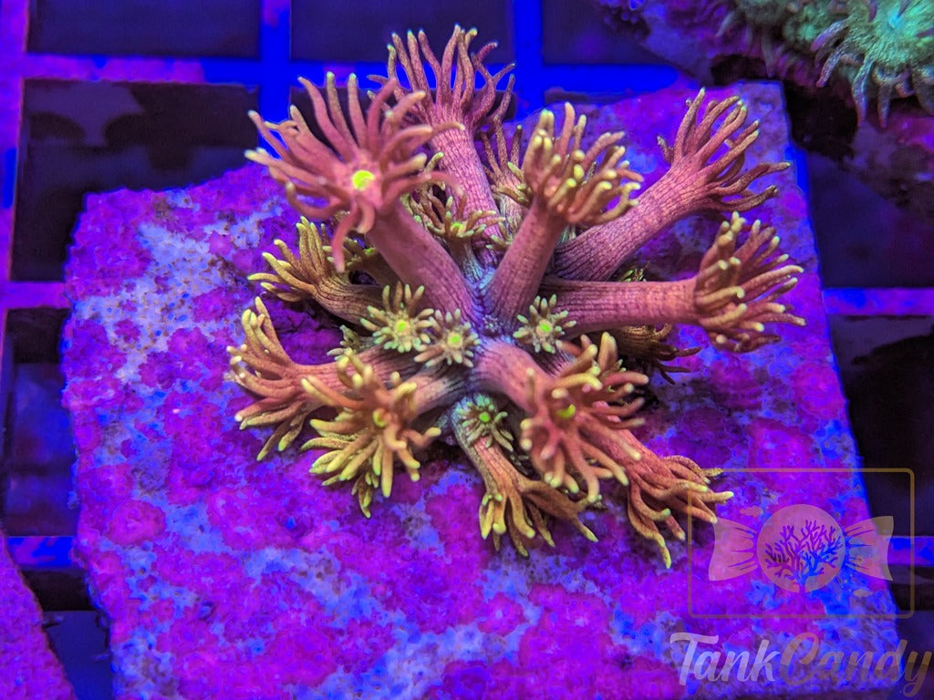 TC Malibu Barbie Goni