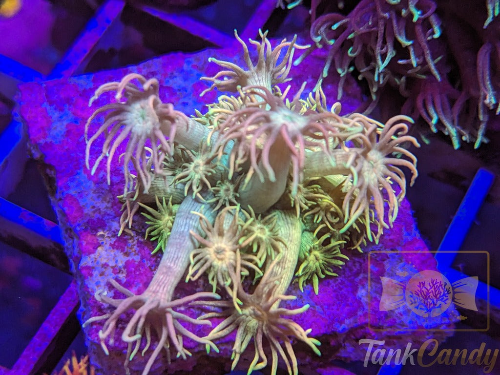 TC Tequila Sunrise Goni