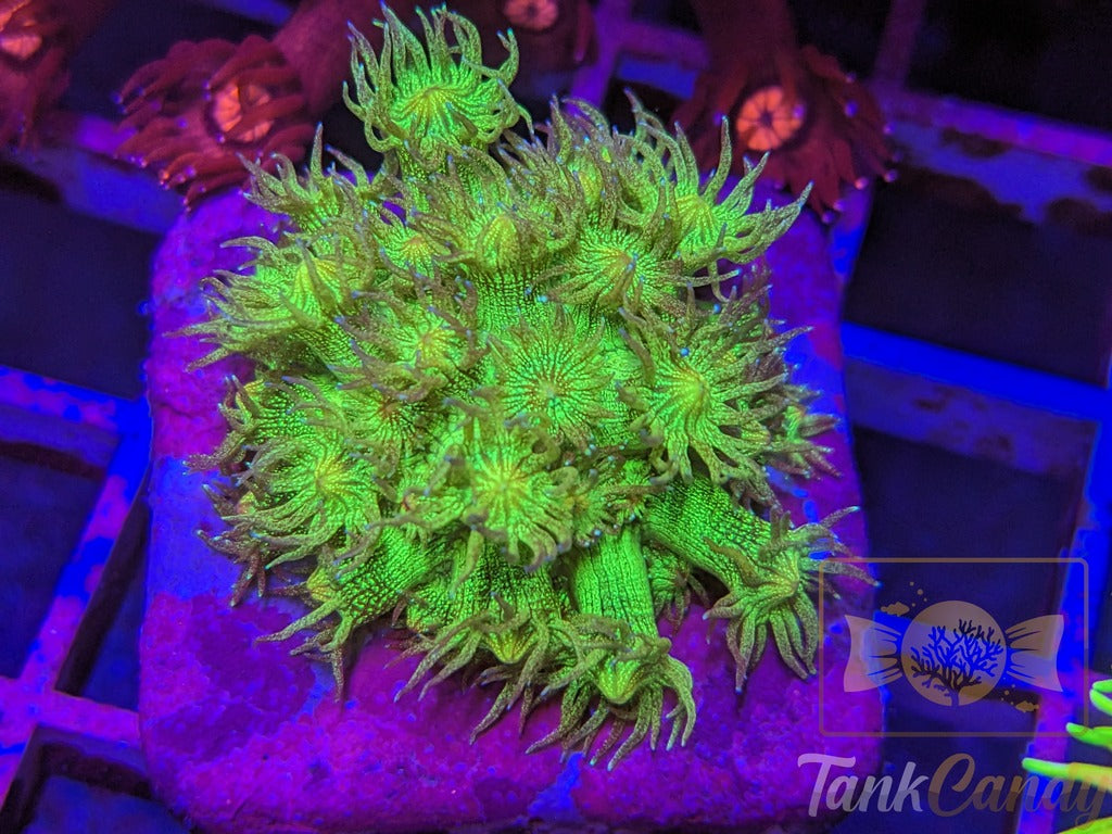 KP Glitter Bomb Goni MUST