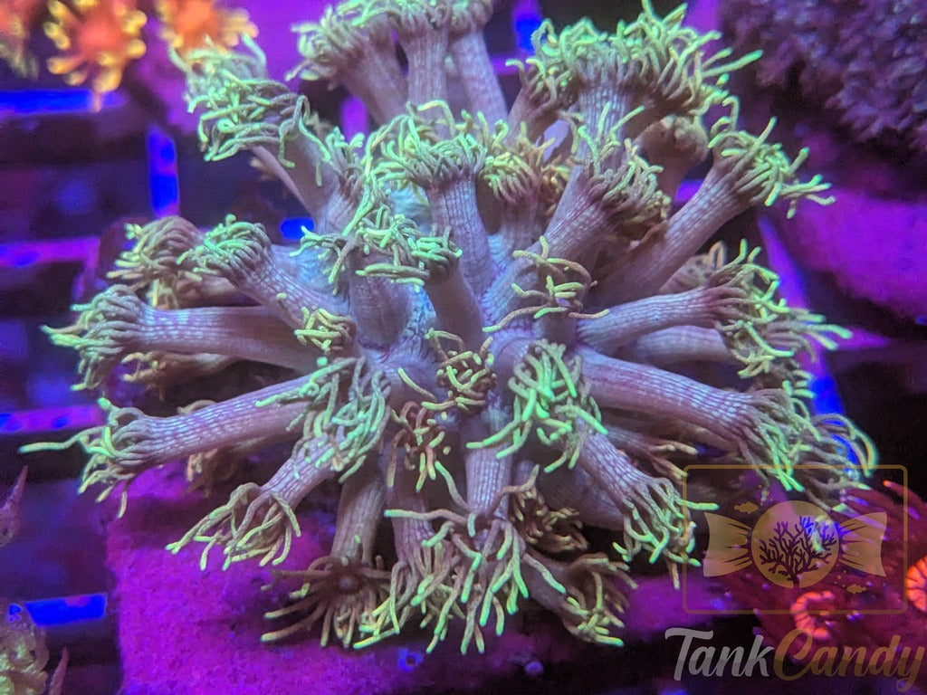 TC Key Lime Pie Goni