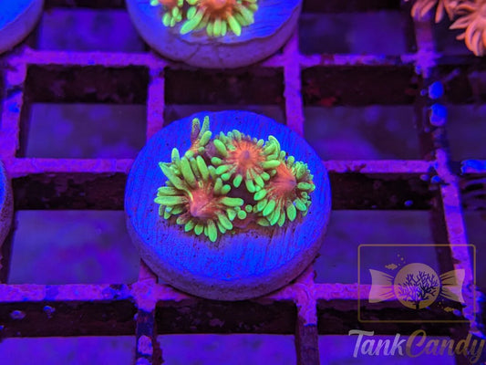 TC Runespoor Goni WYSIWYG GB2