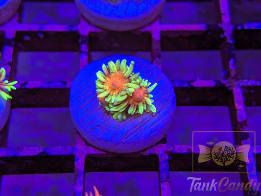 TC Runespoor Goni WYSIWYG GB3