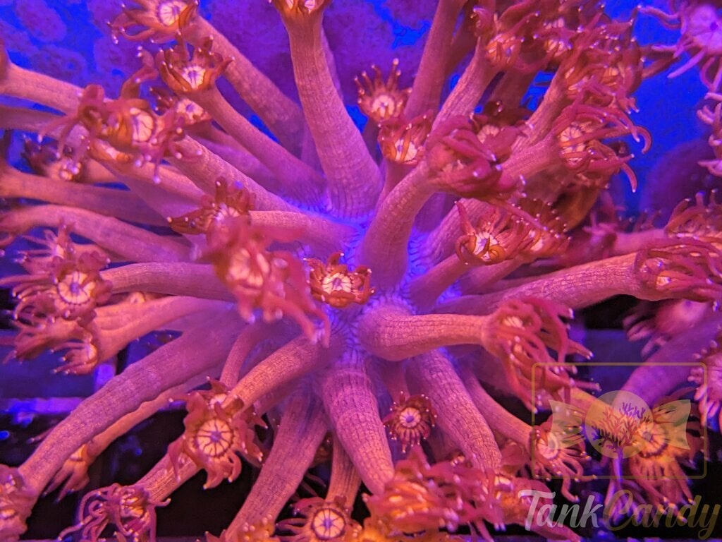 UC Red Glitter Tips XXL Colony WYSIWYG CF1