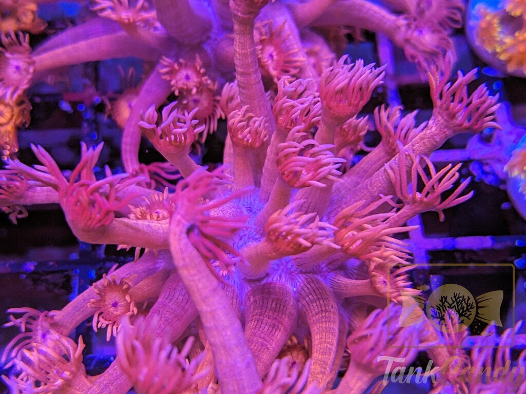 TC Red Dragon XL WYSIWYG CG2