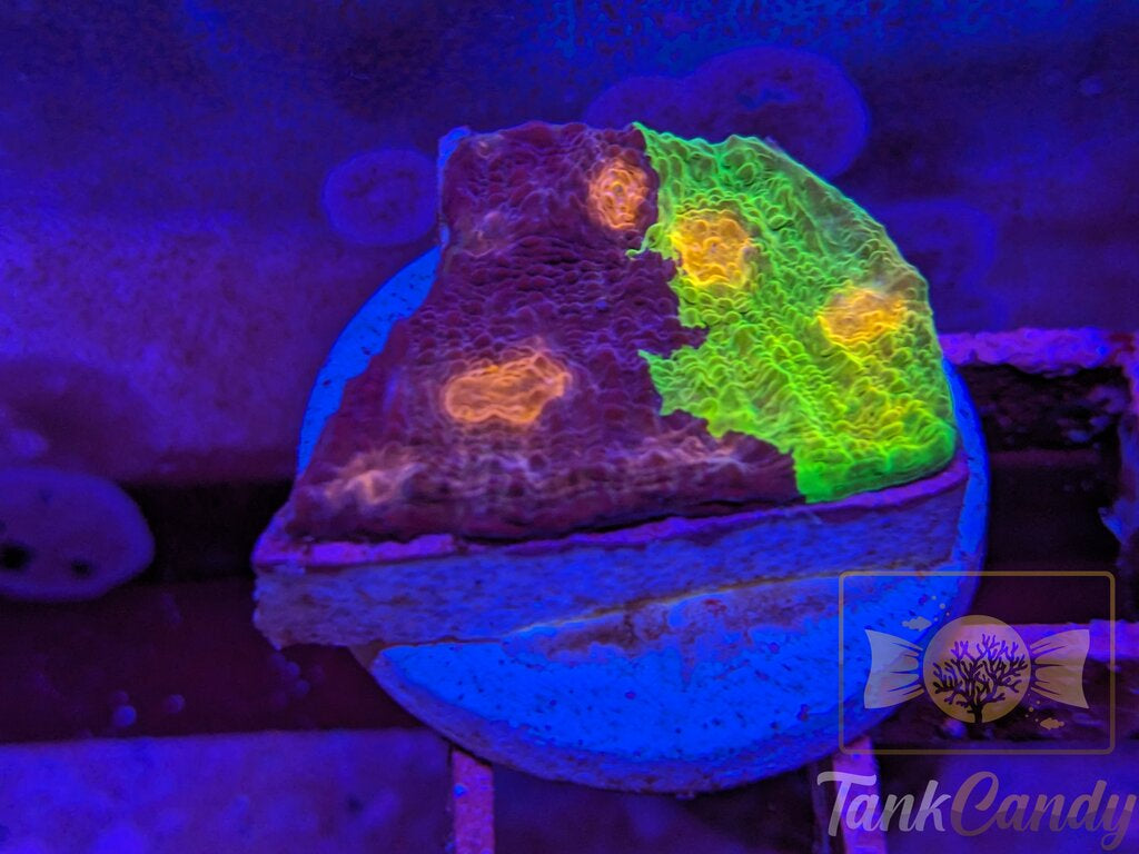 CAA Crayola Meltdown Chalice WYSIWYG CE1