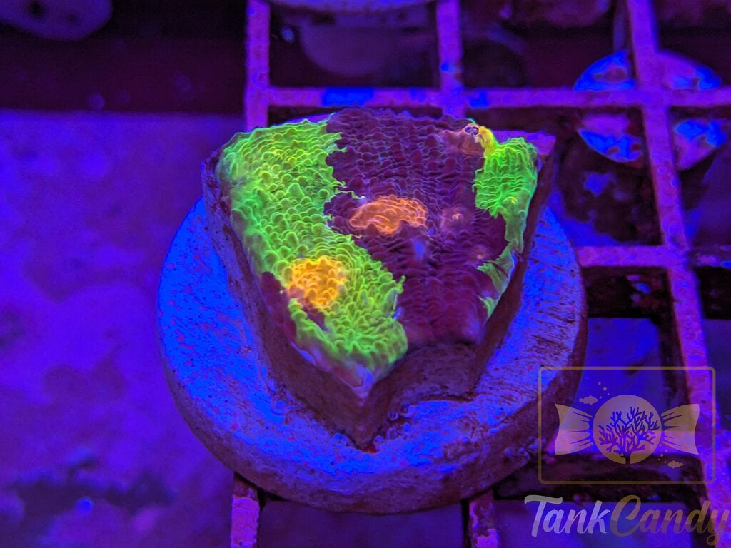 CAA Crayola Meltdown Chalice WYSIWYG CE2