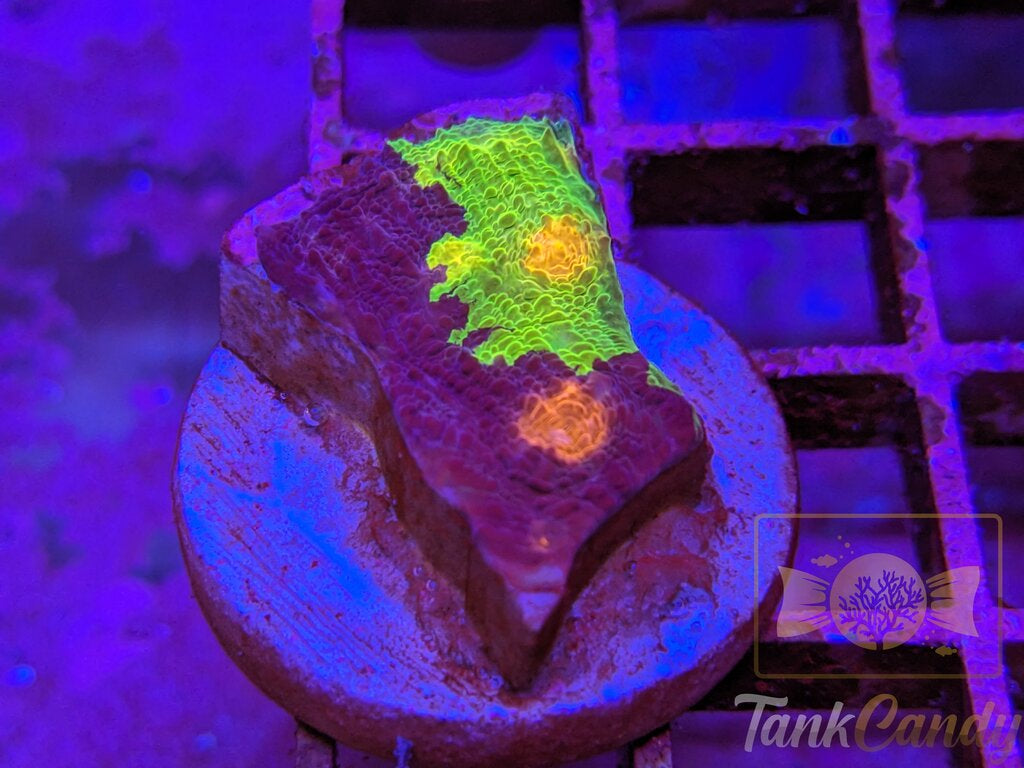 CAA Crayola Meltdown Chalice WYSIWYG CE3