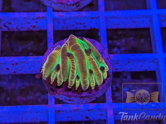 Coral Collectors Insanity Plate WYSIWYG PE3