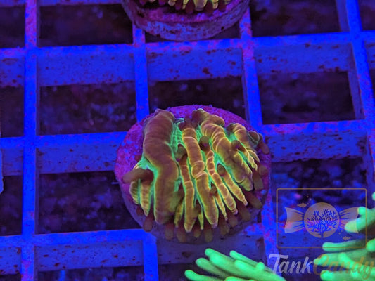 Coral Collectors Insanity Plate WYSIWYG PE4