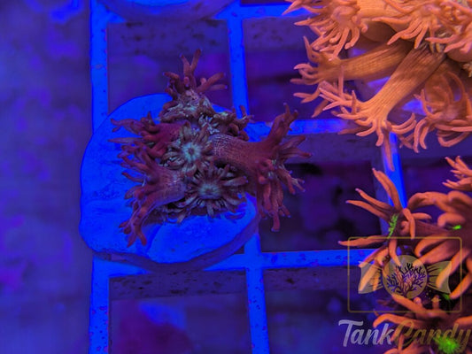 TC Blow Pop Goni WYSIWYG GA8 (MUST)