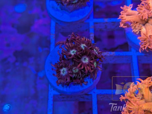 TC Blow Pop Goni WYSIWYG GA7 (MUST)