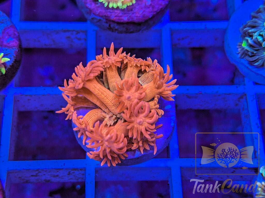 SBB Treasure Chest Goni WYSIWYG GB4