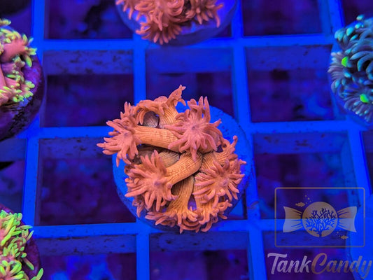 SBB Treasure Chest Goni WYSIWYG GB5