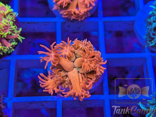 SBB Treasure Chest Goni WYSIWYG GB6