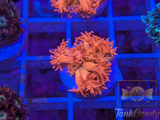 SBB Treasure Chest Goni WYSIWYG GB7