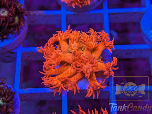 SBB Treasure Chest Goni WYSIWYG GB8