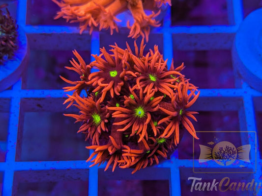 TC Cats Eye Goni WYSIWYG GB9