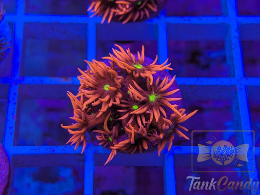 TC Cats Eye Goni WYSIWYG GB10