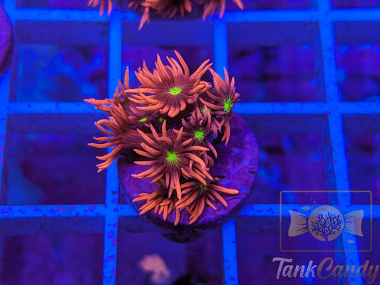 TC Cats Eye Goni WYSIWYG GB11