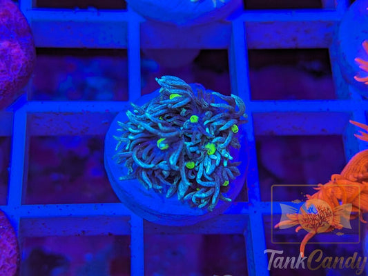 TC Shooting Star Goni WYSIWYG GC2