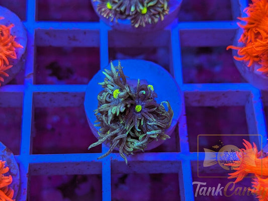 TC Shooting Star Goni WYSIWYG GC5