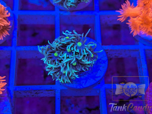 TC Shooting Star Goni WYSIWYG GC6