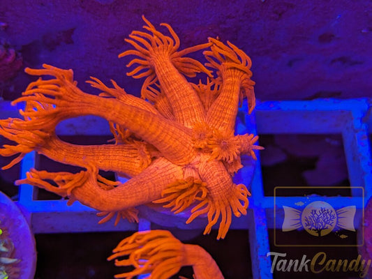 Tonys Orange Highlighter Goni (Crazy Bright) WYSIWYG GD1