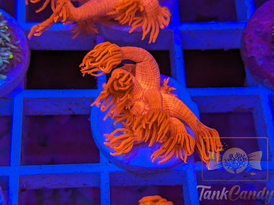 Tonys Orange Highlighter Goni (Crazy Bright) WYSIWYG GD2