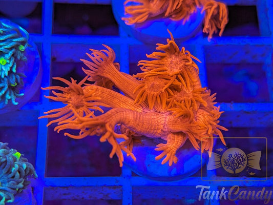 Tonys Orange Highlighter Goni (Crazy Bright) WYSIWYG GD3