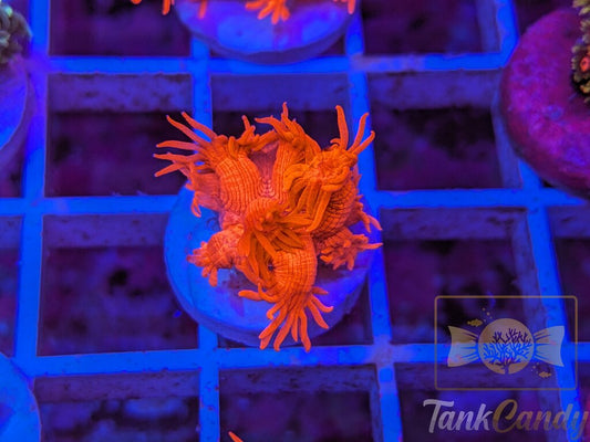 Tonys Orange Highlighter Goni (Crazy Bright) WYSIWYG GD4