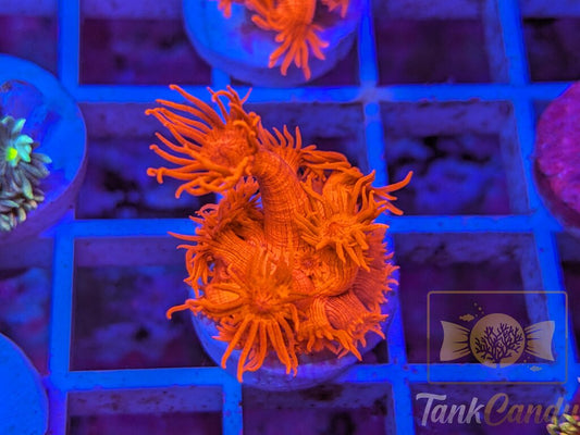 Tonys Orange Highlighter Goni (Crazy Bright) WYSIWYG GD5