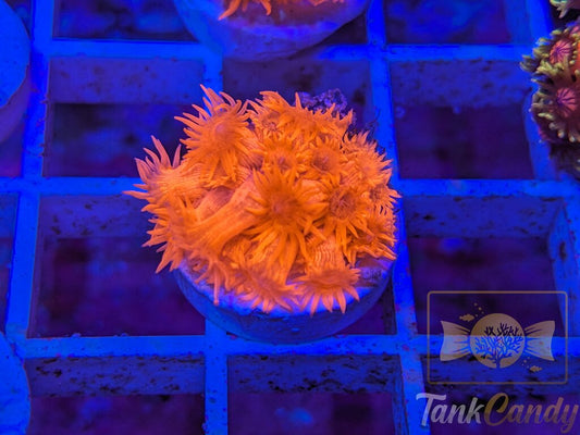 Tonys Orange Highlighter Goni (Crazy Bright) WYSIWYG GD6