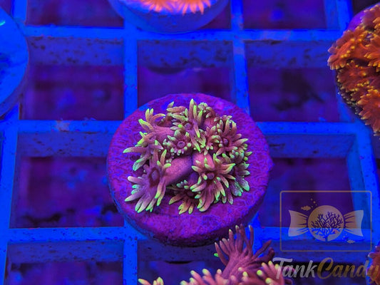 RAS Red Light District Goni WYSIWYG GD7