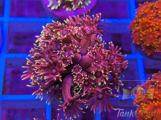 RAS Red Light District Goni WYSIWYG GD8