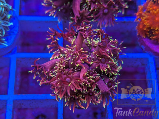 RAS Red Light District Goni WYSIWYG GD9