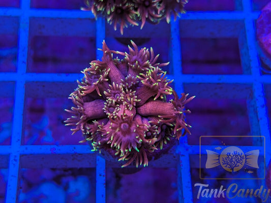 RAS Red Light District Goni WYSIWYG GD10