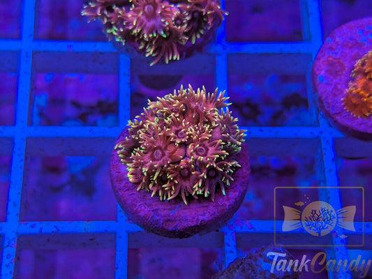 RAS Red Light District Goni WYSIWYG GD11