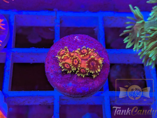 BigR Date Night Goni RARE WYSIWYG GE1